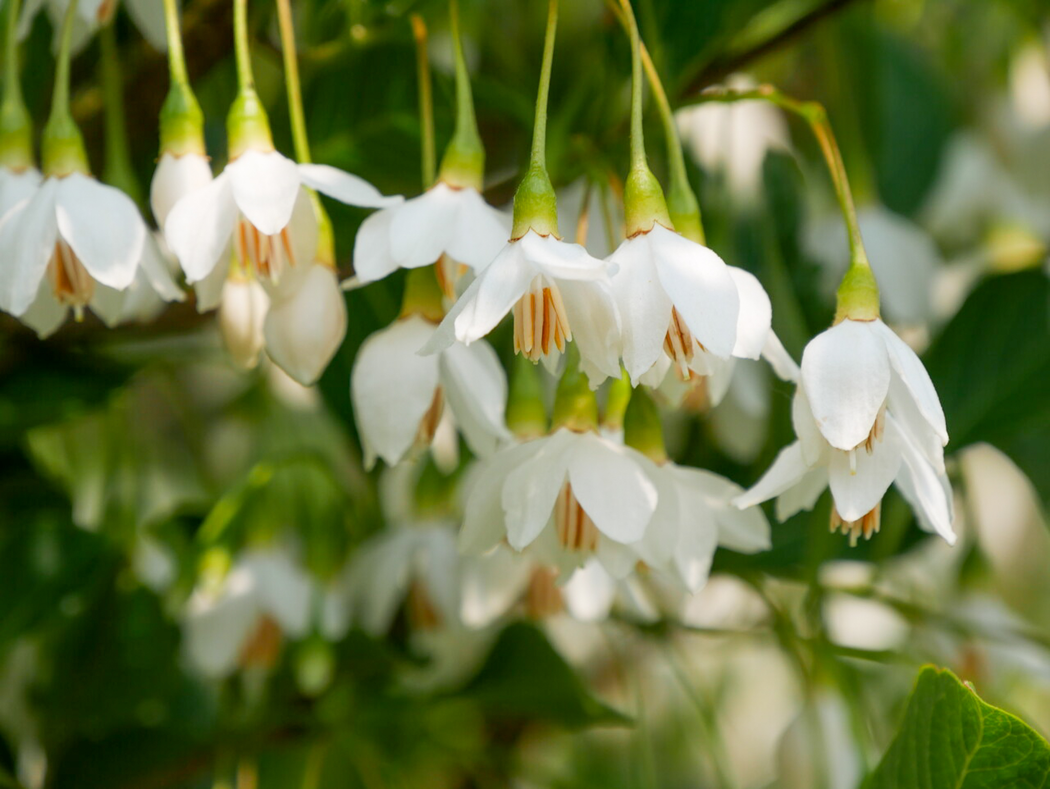 Bomen met witte bloesem